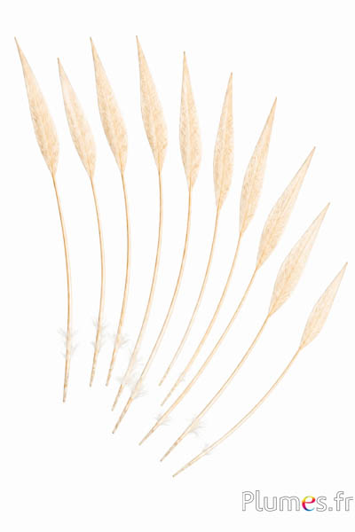Goudfazant pijl - 14-18 cm - wit-crème